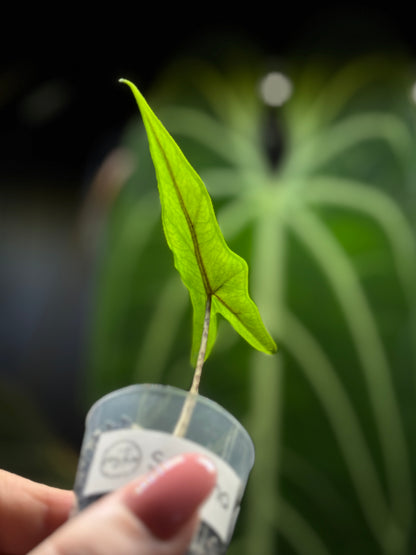Alocasia Sulawesi Sabrina Nr.6