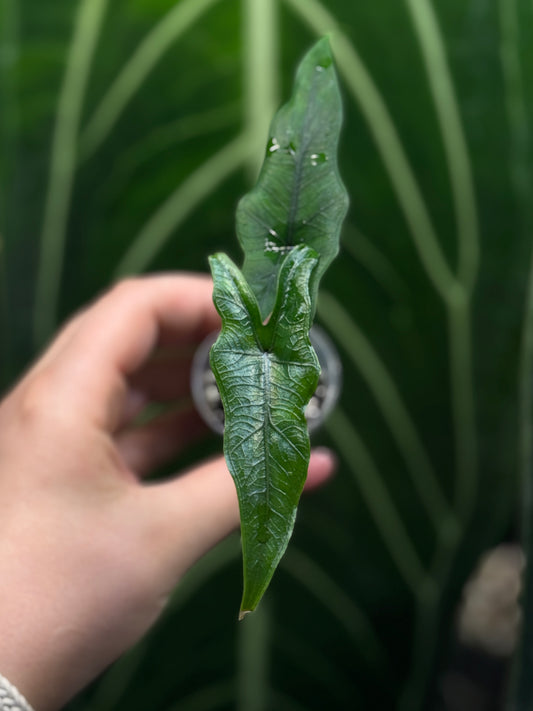 Alocasia Sulawesi Sabrina Nr.2