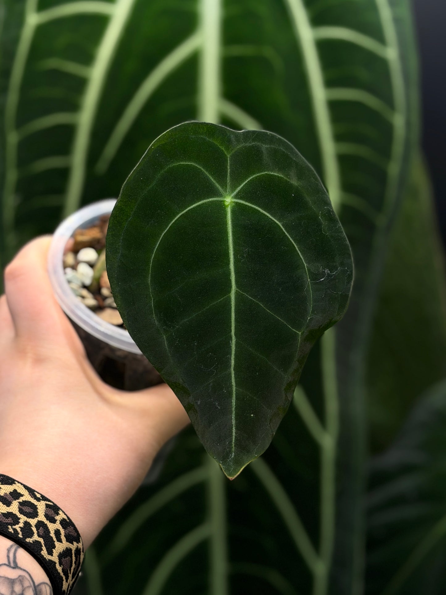 Anthurium Forgetii Cutting Nr.2