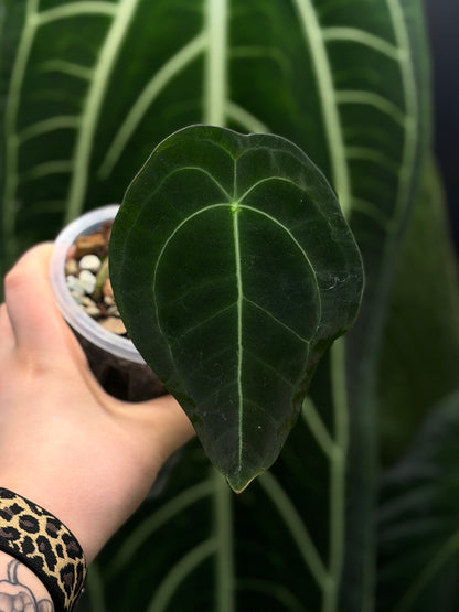 Anthurium Forgetii Cutting Nr.2