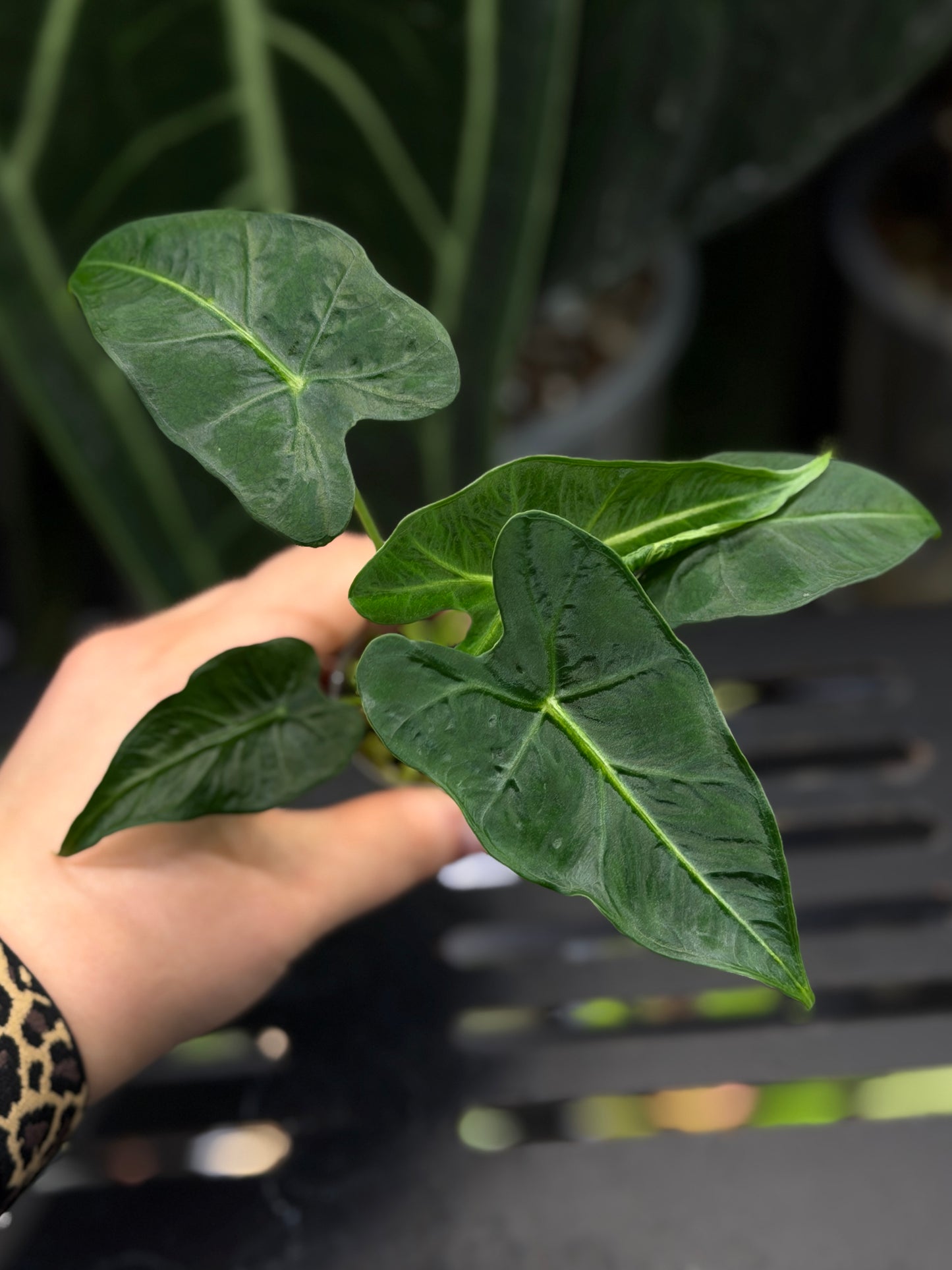 Alocasia Frydek Tattoo Nr.1