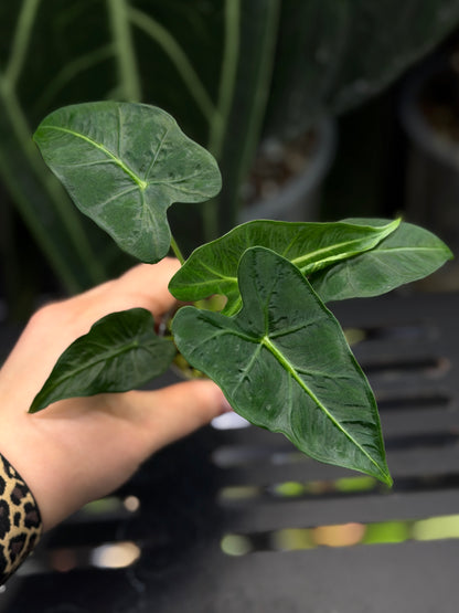 Alocasia Frydek Tattoo Nr.1