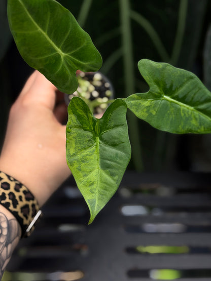 Alocasia Frydek Green on Green Cutting Nr.2