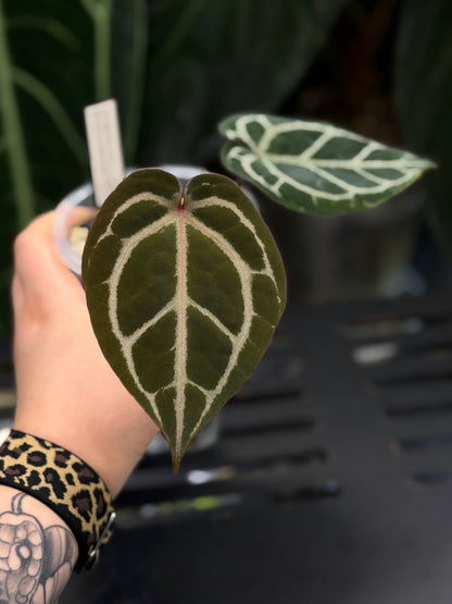 Anthurium (Michelle X DocBlock Zara) 28 X DocBlock Zara Cutting Nr.1