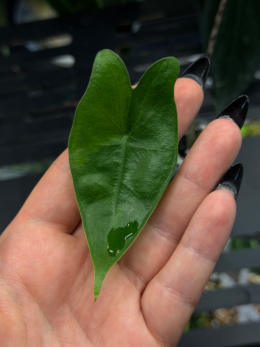 Alocasia Zebrina Variegata vergrünt Nr.1