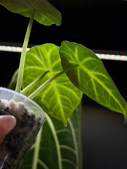 Alocasia Ninja Nr.3
