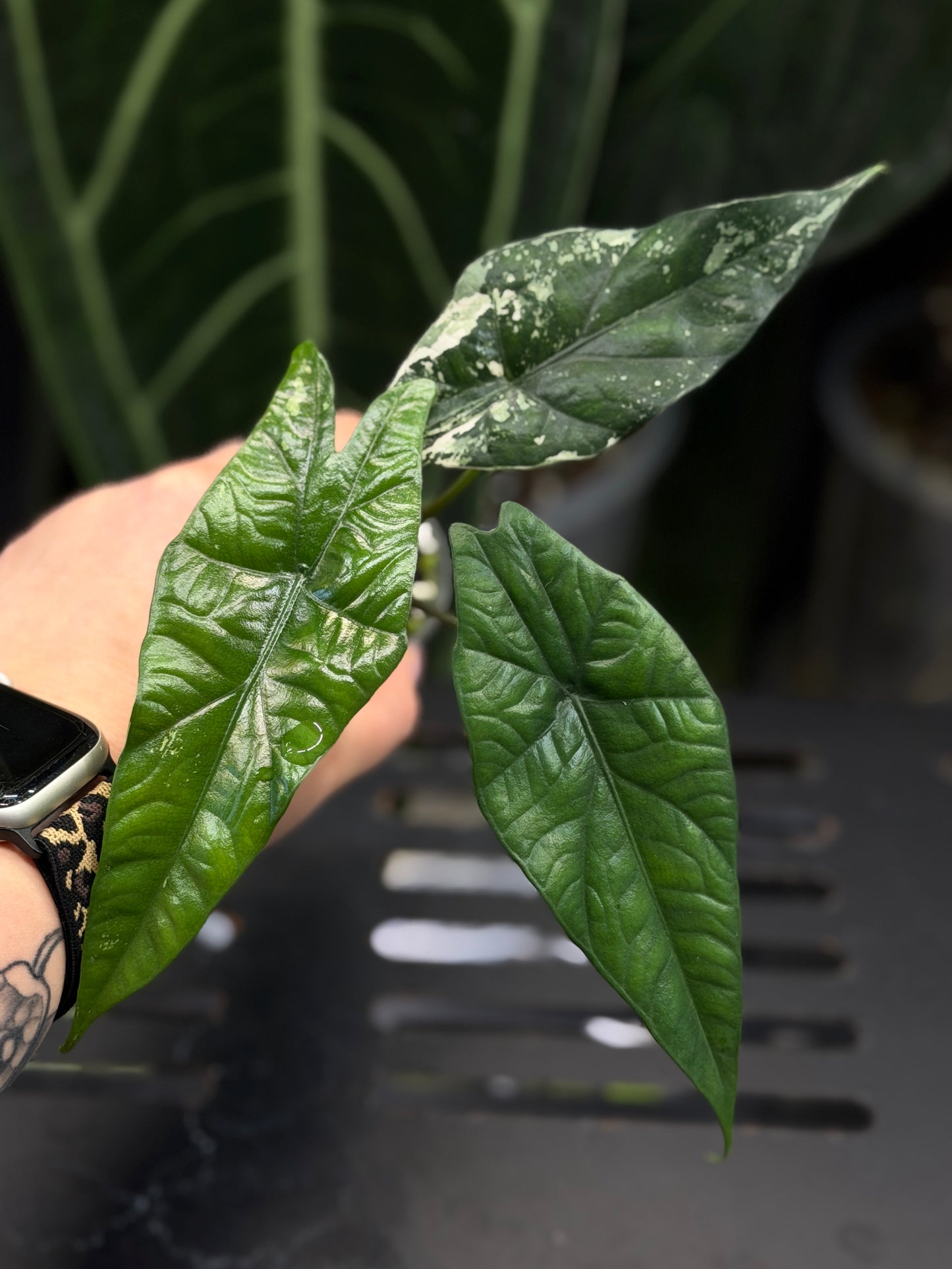 Alocasia Simpo Albo Low Variegata Nr.1