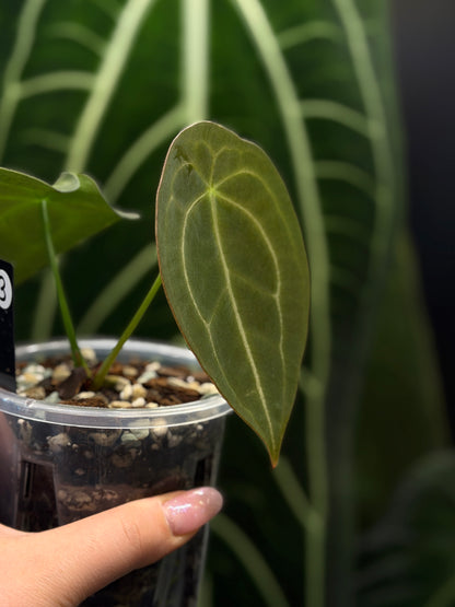Anthurium Forgetii Cutting Nr.3