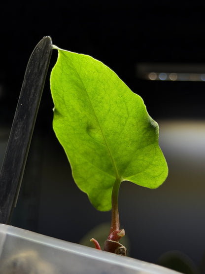 Anthurium 'RL' by Jay Vannini x self Cutting Nr.1