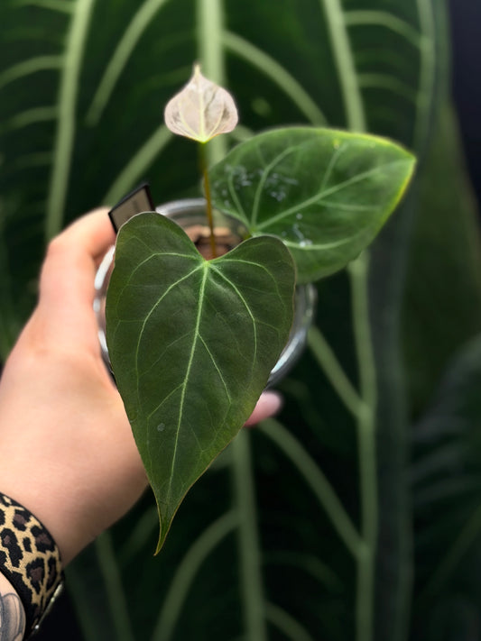Anthurium Butterfly Mutation Cutting Nr.2