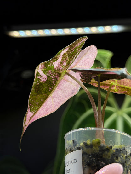 Alocasia Amazonica Pink Variegata