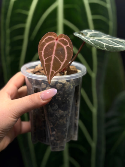 Anthurium (Michelle X DocBlock Zara) 28 X DocBlock Zara Cutting Nr.2