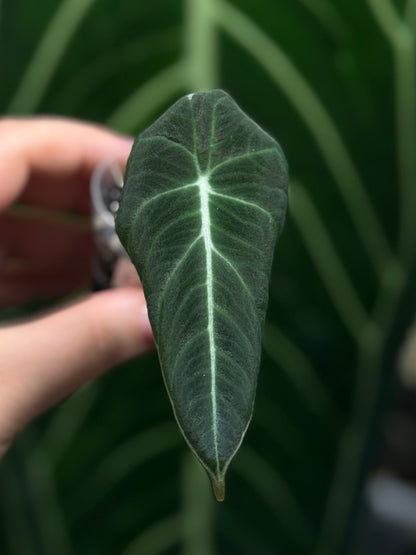Alocasia Black Velvet Nr.2