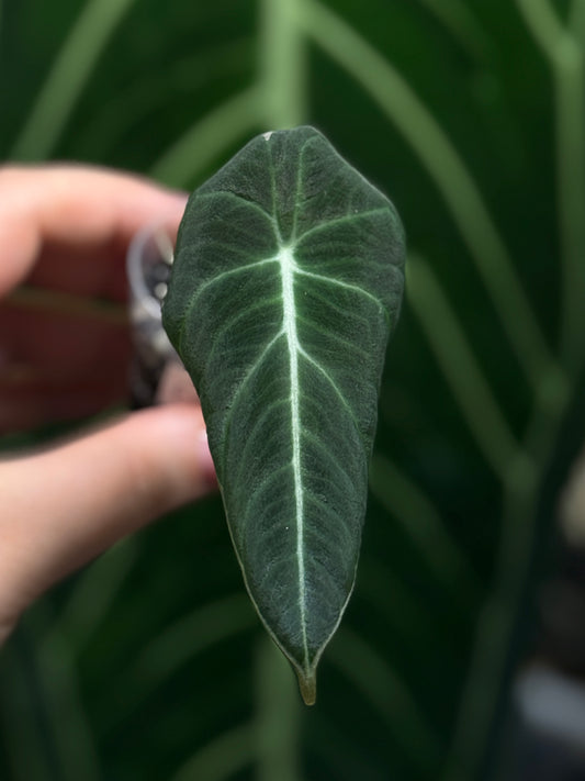 Alocasia Black Velvet Nr.2
