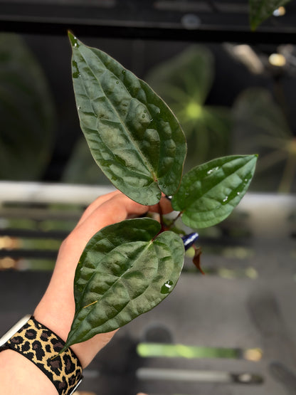 Anthurium (DocBlock D&H '9' X RVC '24') x Luxurians Seedling