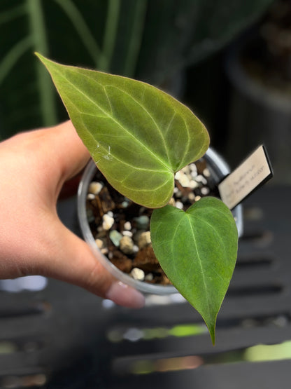 Anthurium Butterfly Mutation Cutting Nr.3