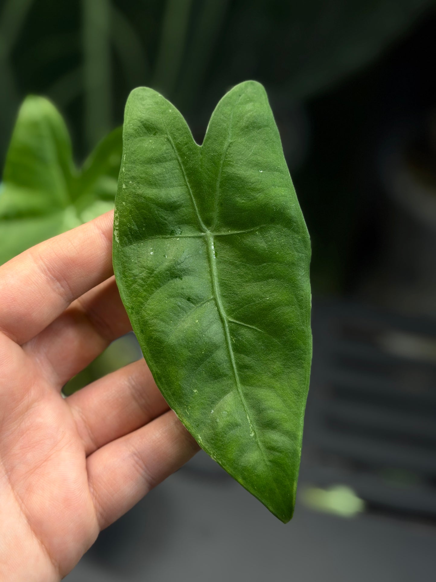 Alocasia Longiloba Albo Low Variegata