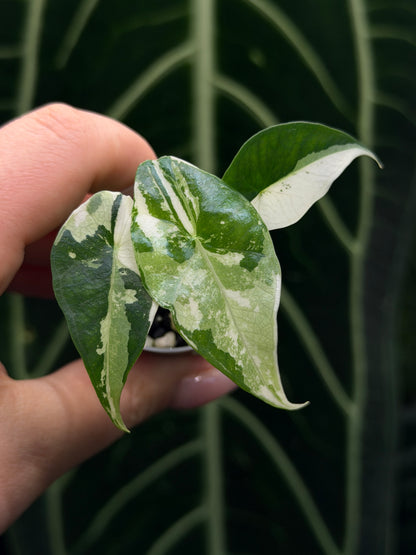 Alocasia Simpo Albo Variegata Nr.1
