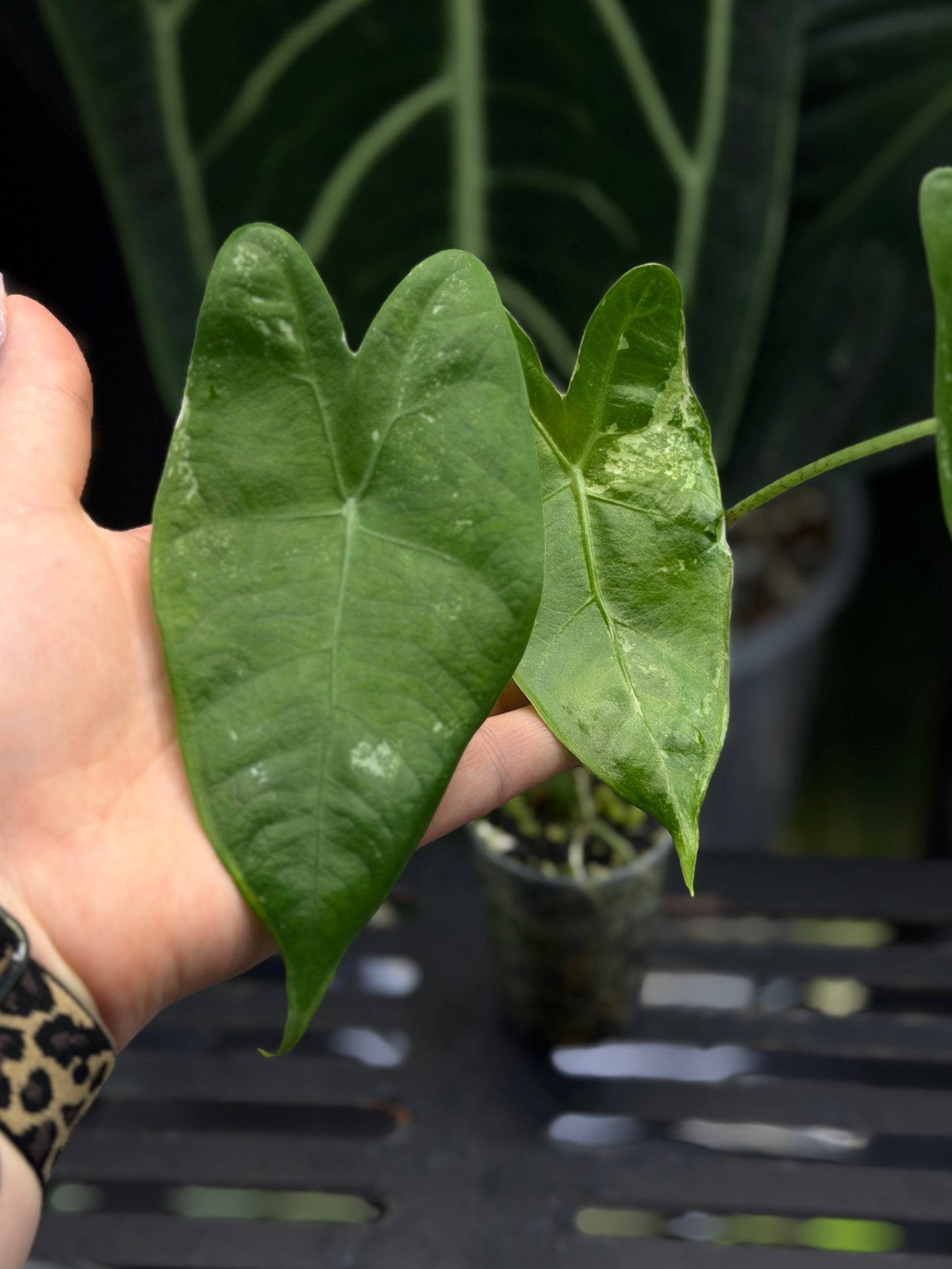 Alocasia Longiloba Albo Low Variegata