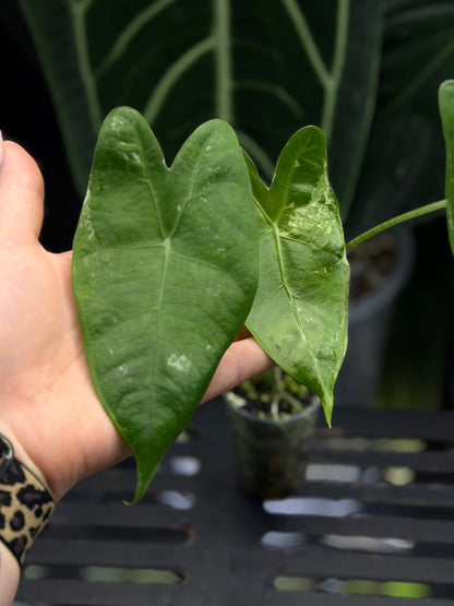 Alocasia Longiloba Albo Low Variegata