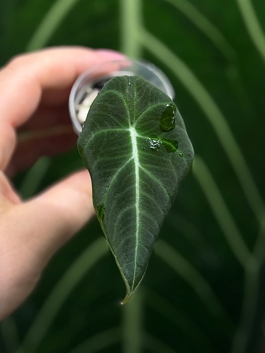 Alocasia Black Velvet Nr.5
