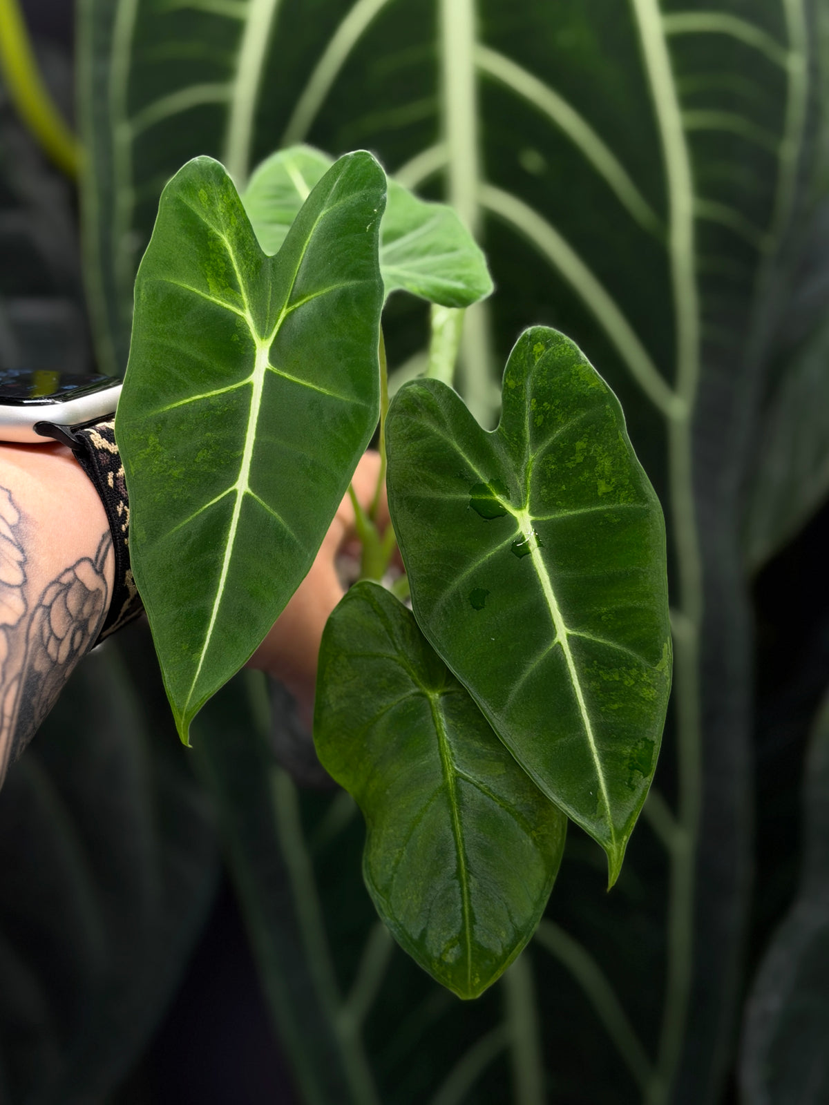 Alocasia Frydek Green on Green Low Variegata Nr.1