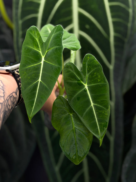Alocasia Frydek Green on Green Low Variegata Nr.1