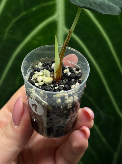 Alocasia Black Velvet Nr.1