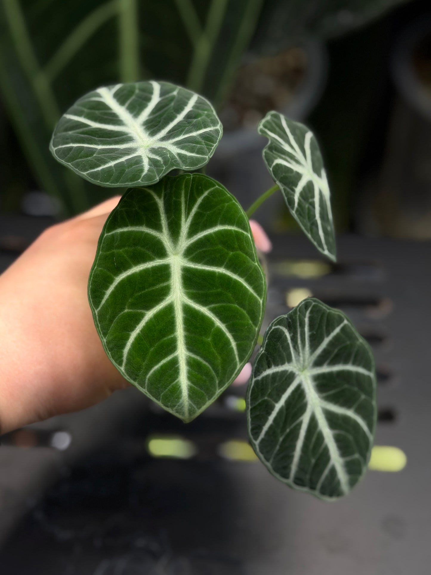 Alocasia Ninja Nr.2