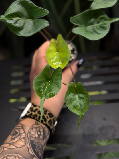 Alocasia Stingray Aurea Low Variegata