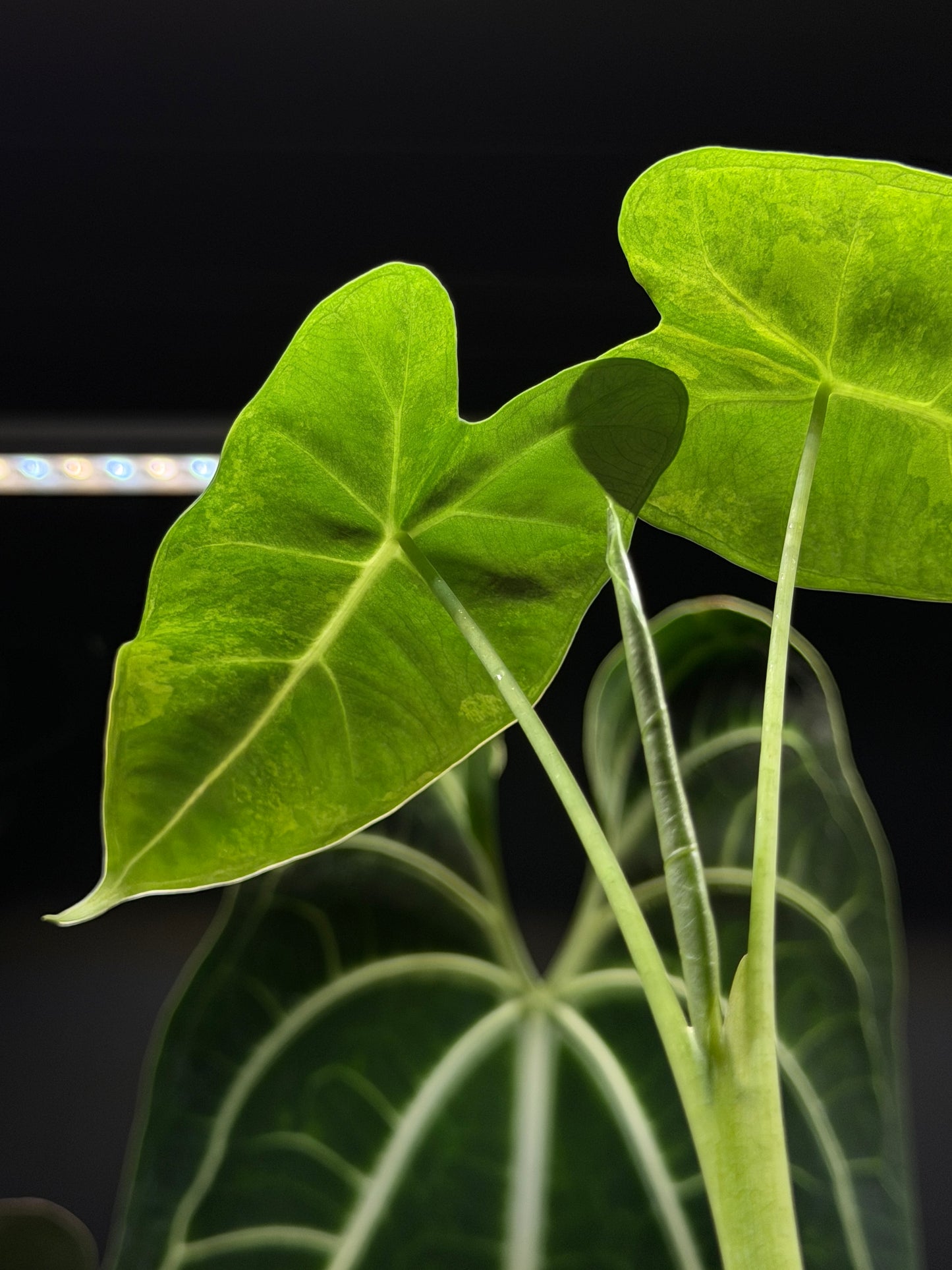 Alocasia Frydek Green on Green Nr.3