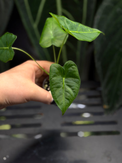 Alocasia Frydek Green on Green Low Variegata Nr.2