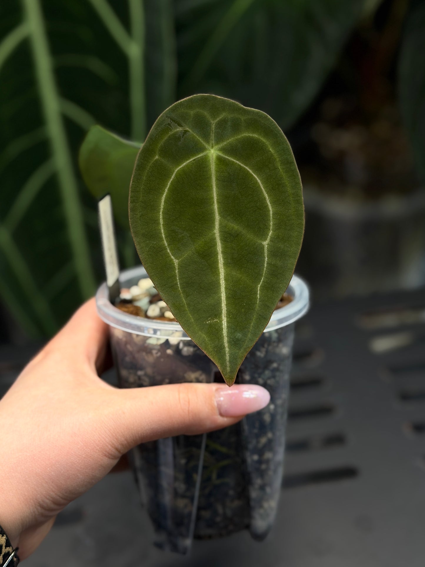 Anthurium Forgetii Cutting Nr.3