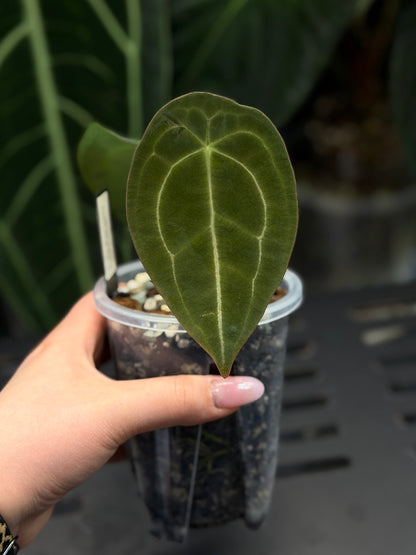 Anthurium Forgetii Cutting Nr.3
