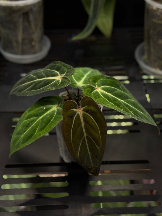 Anthurium Carlablackiae x Papillilaminum RA5