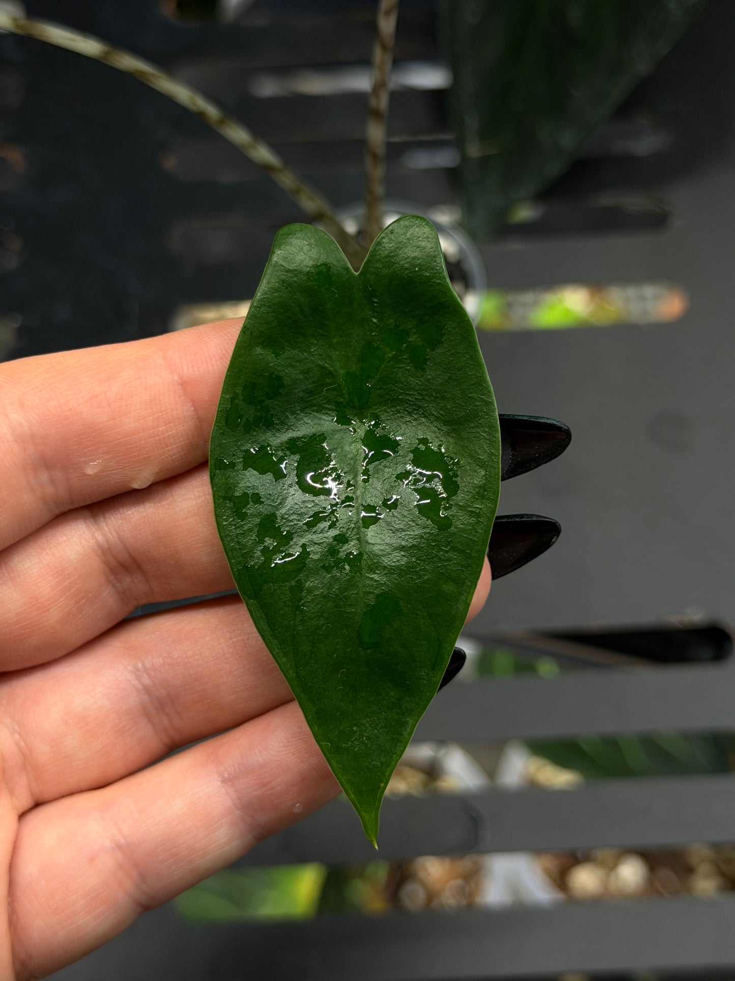 Alocasia Zebrina Variegata vergrünt Nr.1