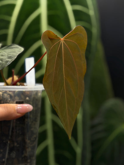Anthurium (Carla x Dressleri) x (RLxFS F2) Cutting Nr.1
