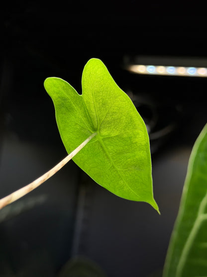 Alocasia Zebrina Variegata vergrünt Nr.1