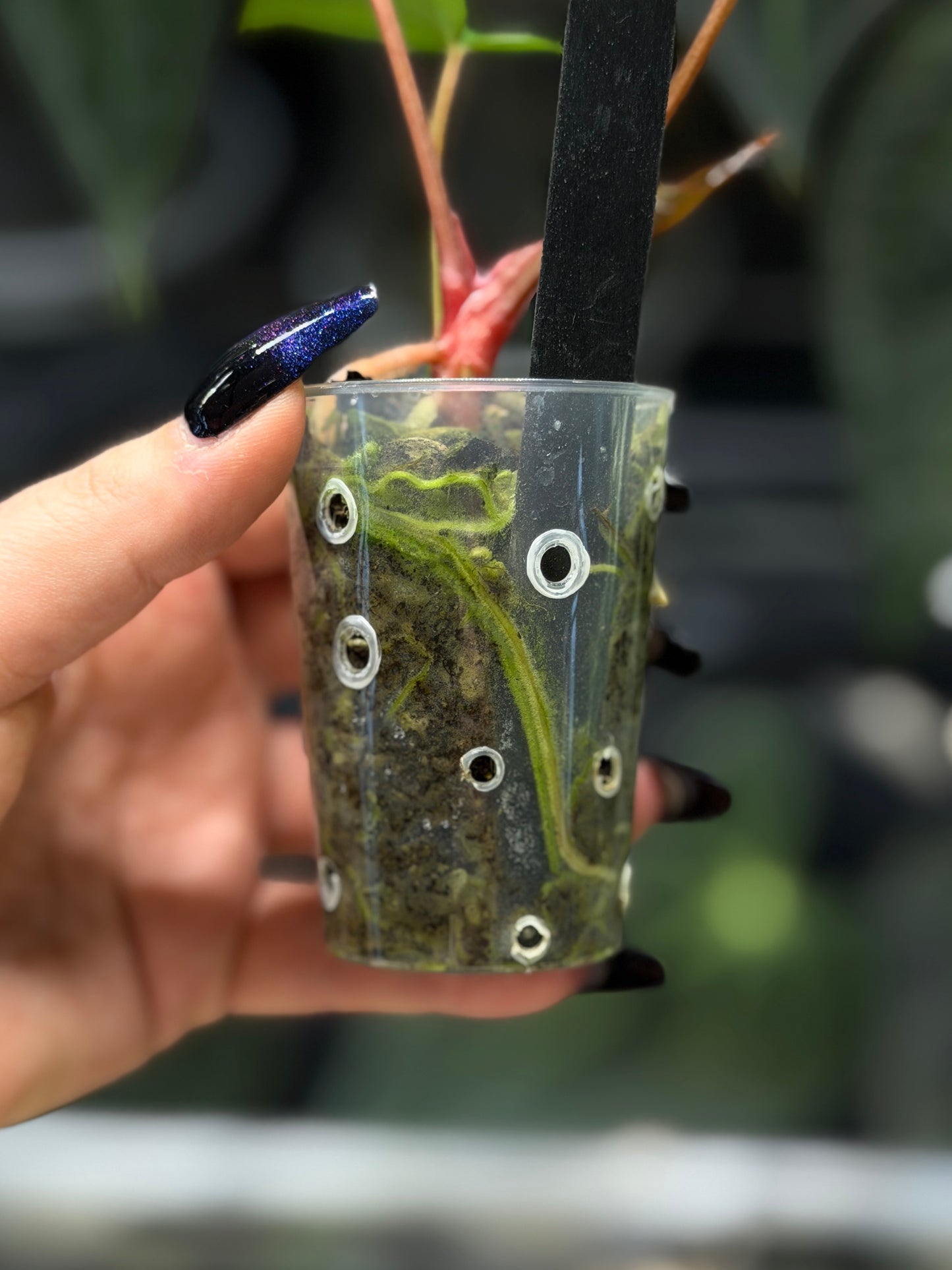 Anthurium (DocBlock D&H '9' X RVC '24') x Luxurians Seedling