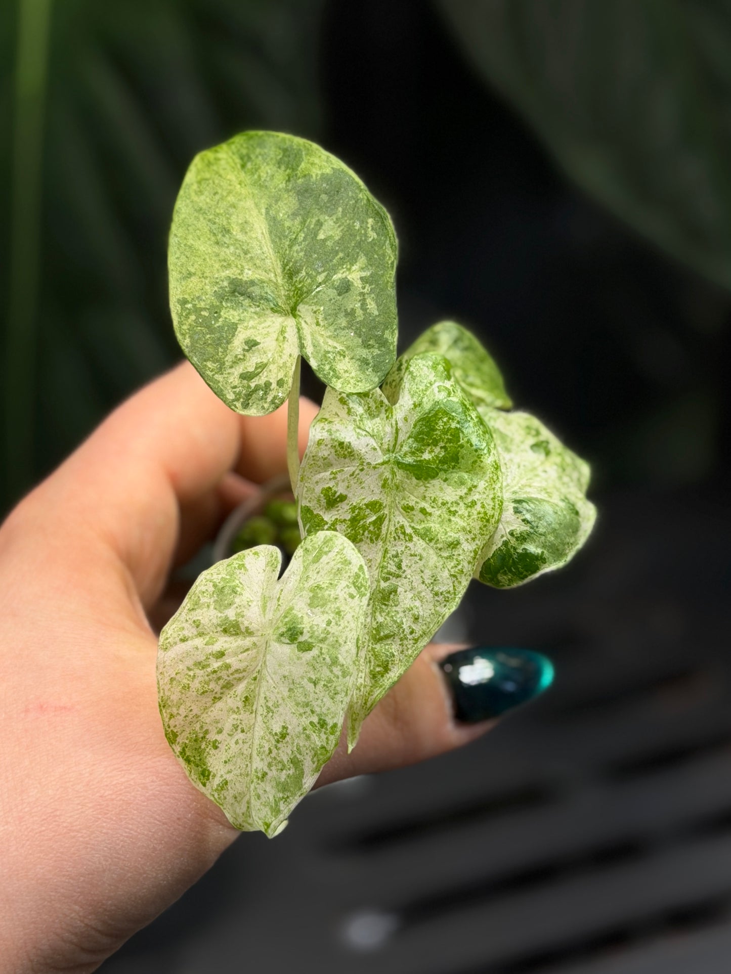 Alocasia  Odora Batik Nr.2