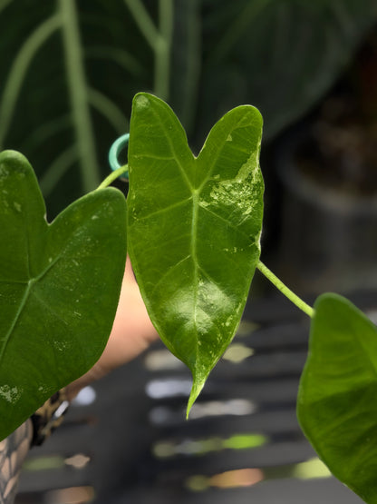 Alocasia Longiloba Albo Low Variegata