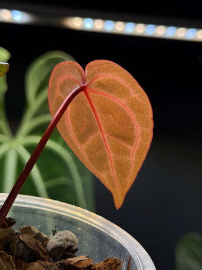 Anthurium (Michelle X DocBlock Zara) 28 X DocBlock Zara Cutting Nr.2