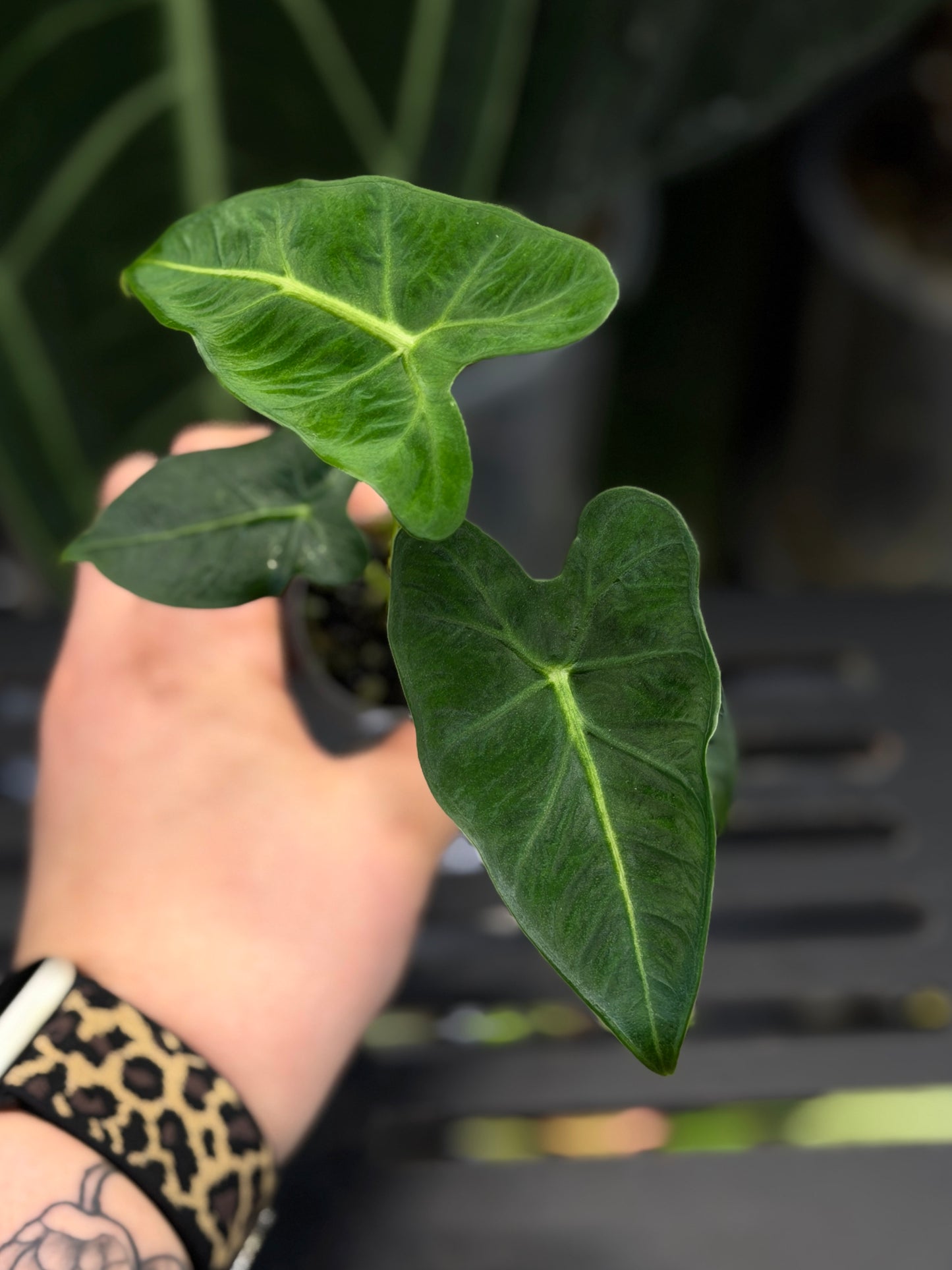 Alocasia Frydek Tattoo Nr.2