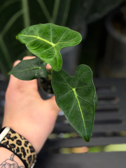 Alocasia Frydek Tattoo Nr.2