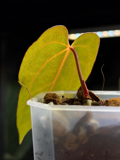 Anthurium (Carla x Dressleri) x (RLxFS F2) Cutting Nr.2