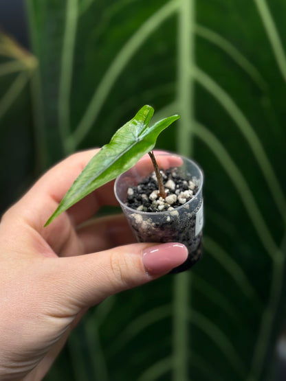 Alocasia Sulawesi Sabrina Nr.5