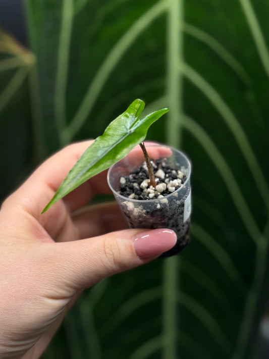Alocasia Sulawesi Sabrina Nr.5