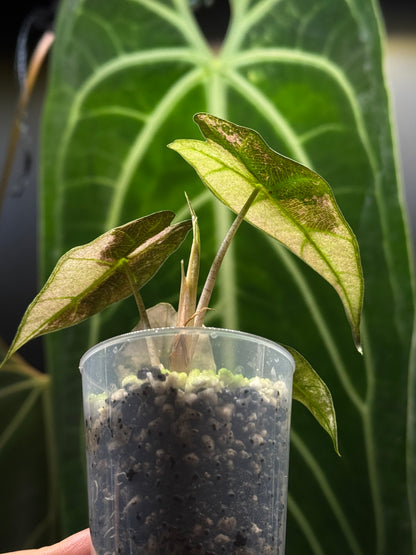 Alocasia Polly Pink Variegata Nr.1