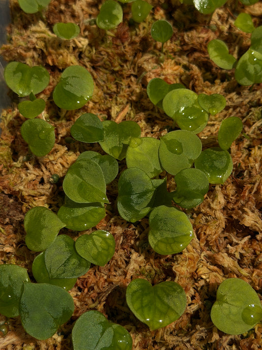 Anthurium Papillilaminum X (Papillilaminum x RVDP) Seedlinge