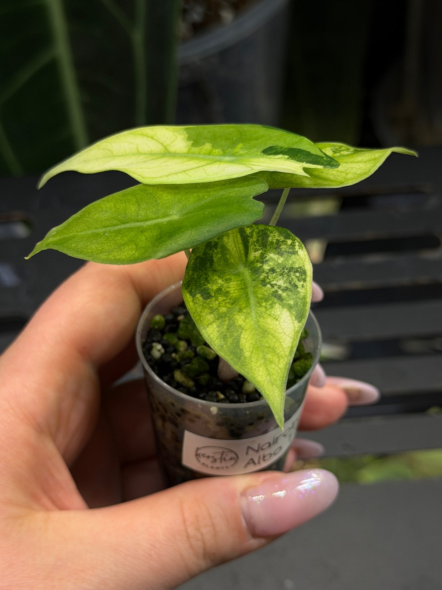 Alocasia Nairobi Nights Variegata Nr.1